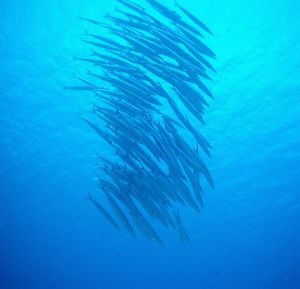 Pelagics are very common