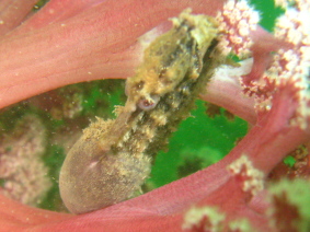 Pregnant-Seahorse