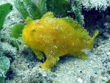 Striped-anglerfish-yellow-form