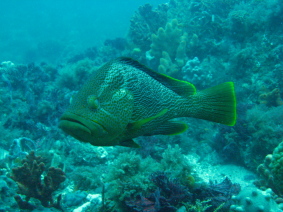Maori-Cod