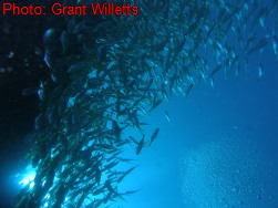 Photo: Grant Willetts