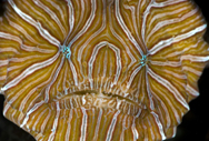 NEW_Frog_Fish_Discovery