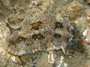 Nudibranch