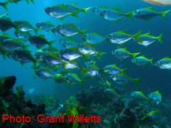Forster Sharks