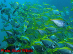 Forster Sharks