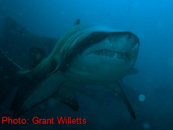 Forster Sharks