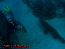 Forster Sharks