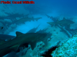 Forster Sharks
