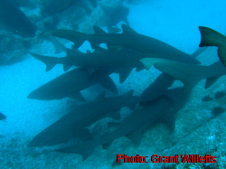 Forster Sharks