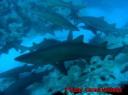Forster Sharks