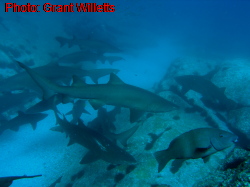 Forster Sharks