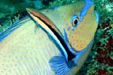 Cleaner Wrasse, Kavieng