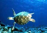 Diving with turtles in Kimbe Bay