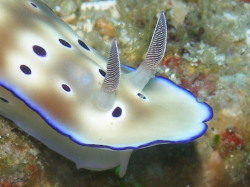 PP13