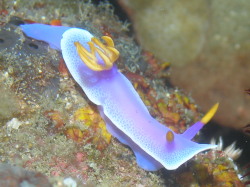 PP9