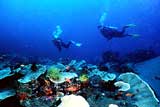 Prestine coral reefs