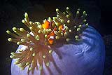 Anemone