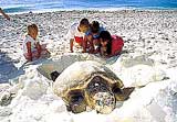 LEI - World Famous as a Turtle Nesting Area