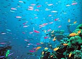 Colourful Reefs Surround LEI