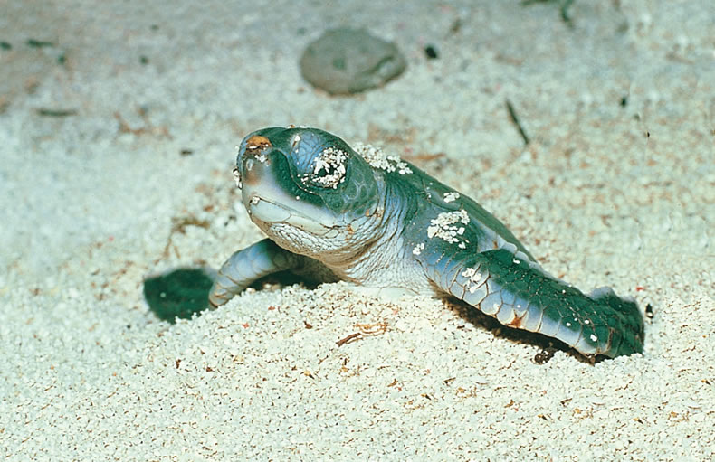 Turtle Hatchling