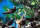 Noddy Tern