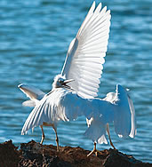 Herons