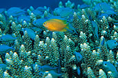 Damsel Fish