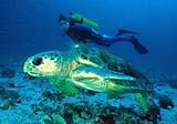 Big Turtle