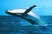 Breaching Humpback Whale
