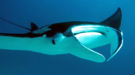 The Manta Ray - The Iconic Symbol of LEI
