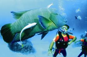 Bump Headed Wrasse