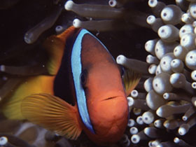 Clown Fish