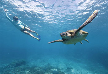 Swimming with LEI%27s Famed Visitors