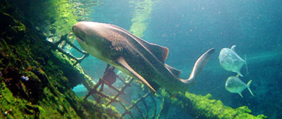Leopard Shark