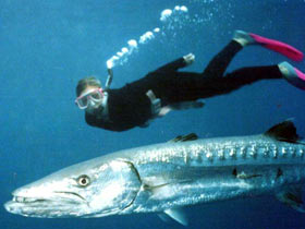 Pelagics Abound at the Yongala