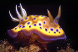 Tulaghi Nudibranch
