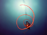 Outstanding Sea Whip