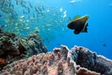 Perfect Conditions For Snorkeling and scuba diving-Uepi Island