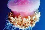 Gizo Jellyfish