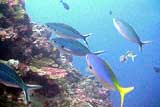 Temperate Marine Life