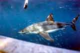 Great White Shark