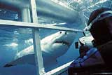 Shark Cage Dive