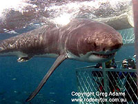 Now That Is A Shark