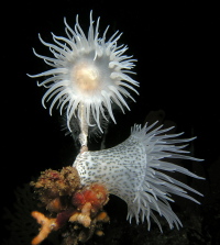 SITiger_AnemonebyDavidHARASTI