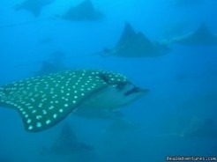 School of Eagle Rays