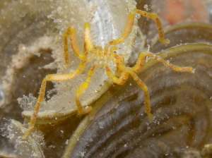 Sea Spider