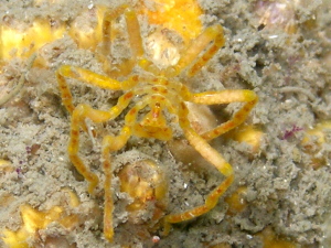 Sea Spider