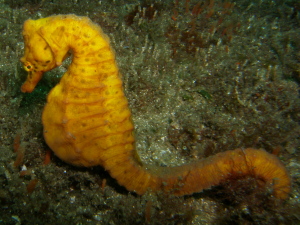 Seahorse