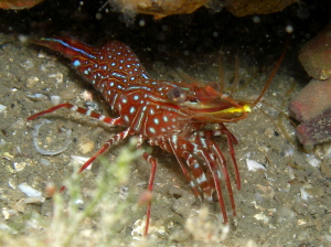 Shrimp