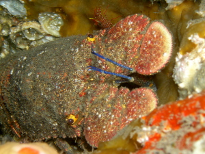 Slipper Lobster